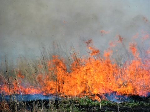 Controlled Burn