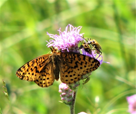 Fritillary Butterfly and Goldenrod Soldier Beetle