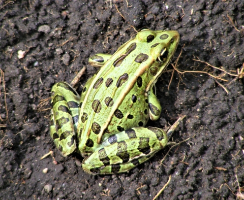 Northern Leopard Frog