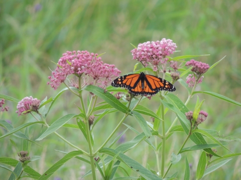 A monarch butterfly rests with its wings open on a swamp milkweed, which is a light pink flower.