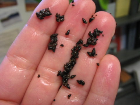 Closeup photo of a person's hand with many tiny snails.