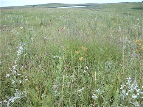 Prairie