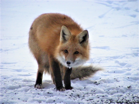 Red Fox