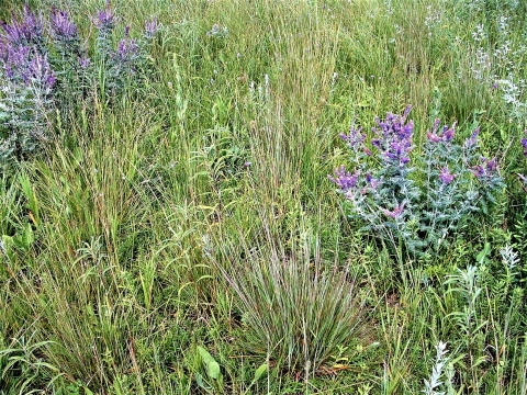 Grassland Restoration