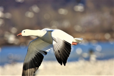 Snow Goose