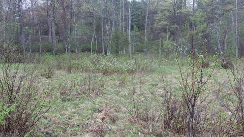 Shrub and grass edge habitat 