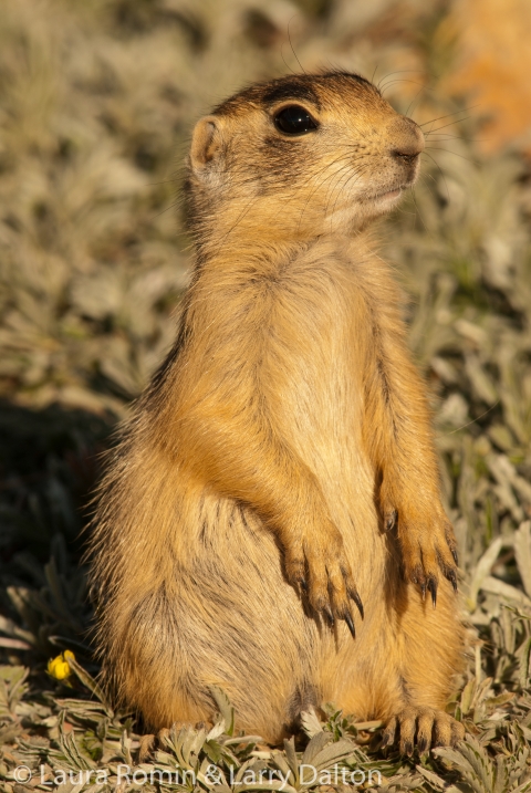 Utah prairie dog