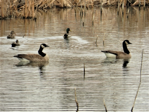 Waterfowl