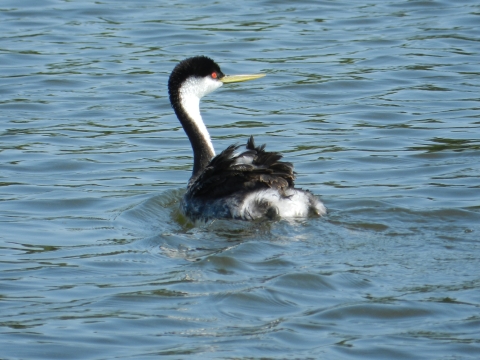 Western Grebe