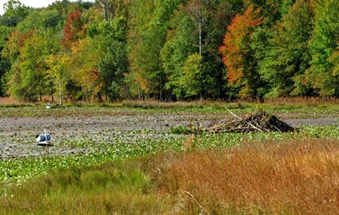 Beaver :Lodge - Lake Redington, Patuxent