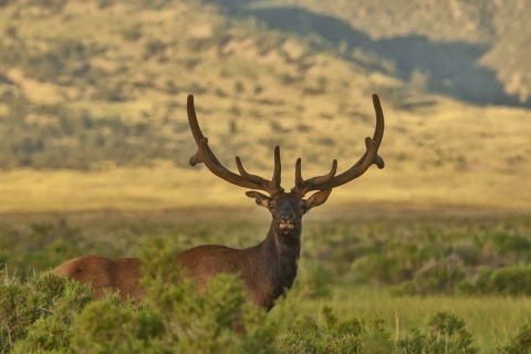 Bull Elk in Velvet