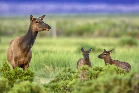 Cow elk with her two calves