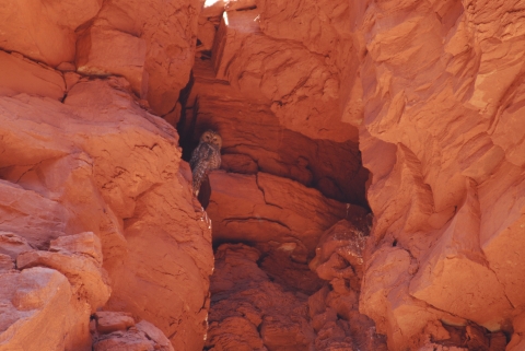 A Mexican spotted owl perched in a canyon. 