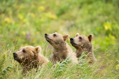 Three bears in tall grass