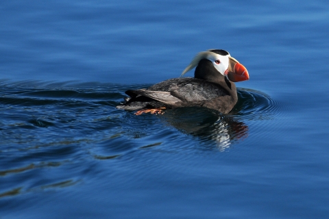 Tufted Puffin Swimming