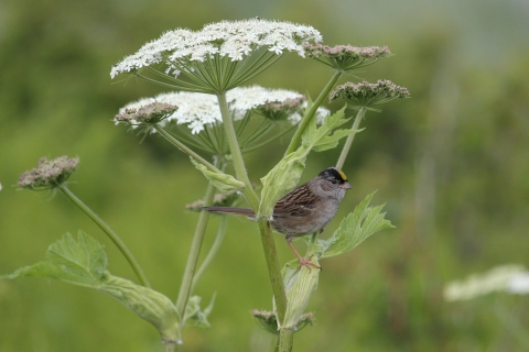 golden-crowned sparrow in a cow parsnip plant