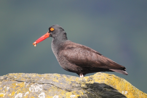 black oystercatcher on a rock