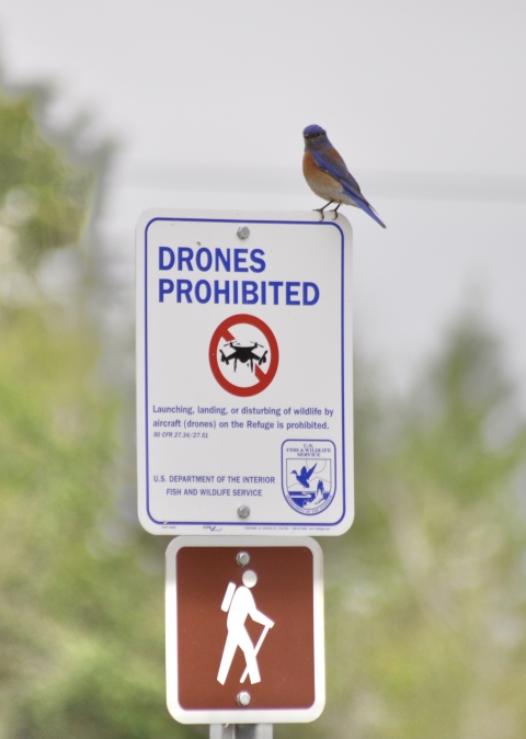 Western bluebird (Sialia mexicana) on "Drones Prohibited" refuge sign.