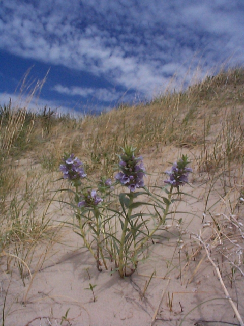 Blowout penstemon