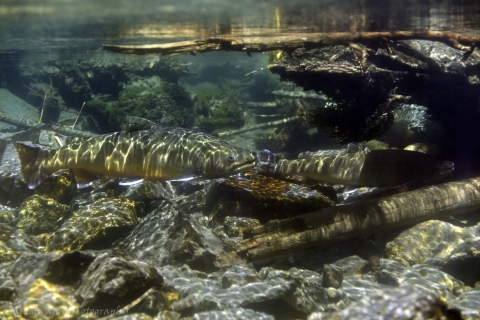 Bull trout underwater