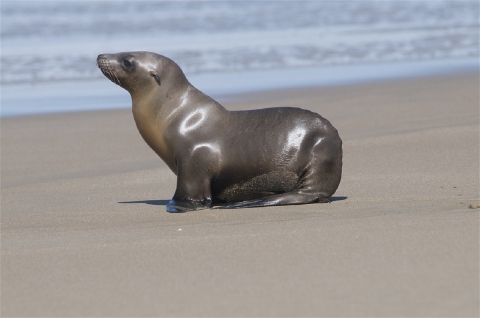 California Sea Lion on a Beach