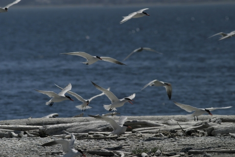 Caspian Terns in Flight