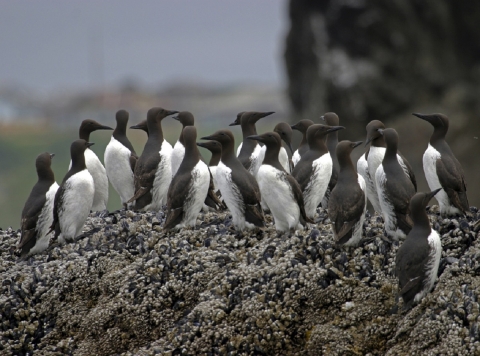 Common Murres on a Rocky Coastal Island