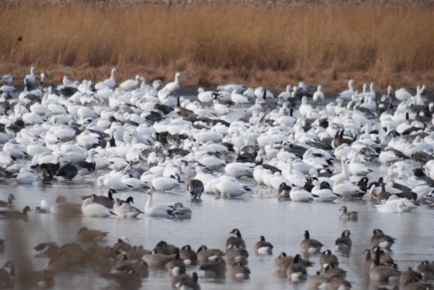 Snow and Canada Geese