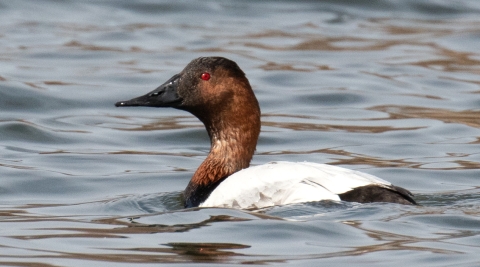 Drake Canvasback