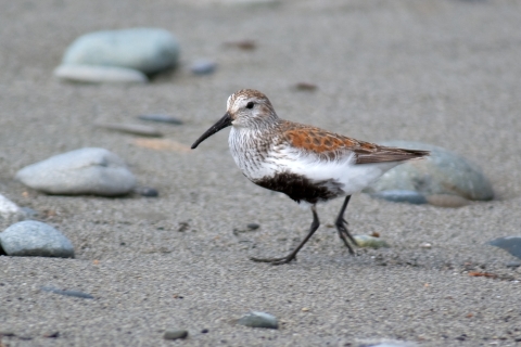 A Dunlin Walking on a Sandy Beach