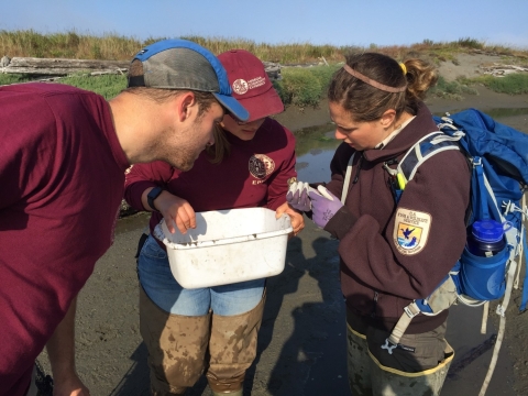 Refuge Staff Examine Captured Invasive European Green Crabs