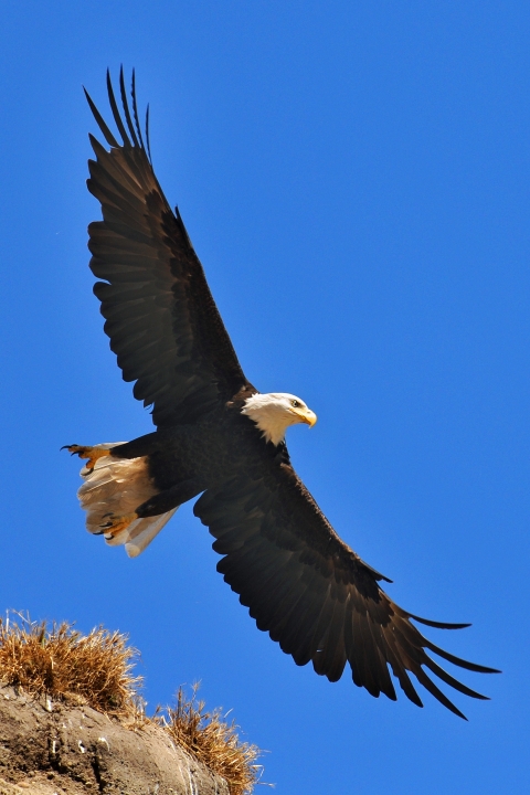 Eagle in Flight