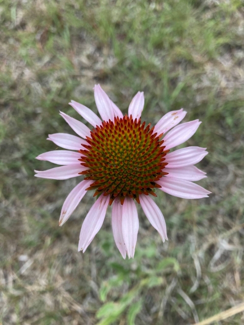 Echinacea