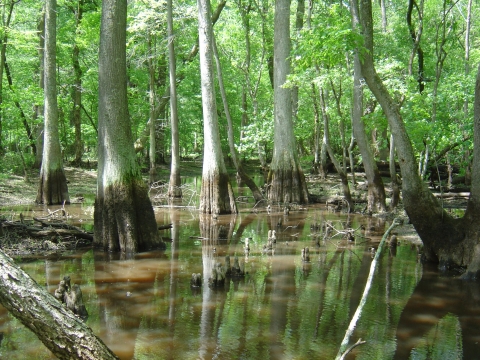 A forested wetland in Pocomoke watershed provides habitat for fish and birds and helps contain floodwaters