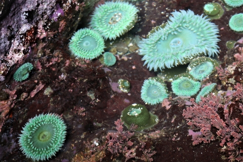 Green Sea Anemones