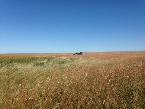 Bluestem Seed Collection