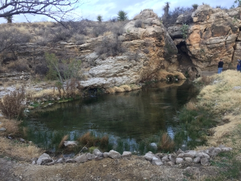 Phantom Lake Spring is home to five endangered species: Comanche Springs pupfish (Cyprinodon elegans), Pecos gambusia (Gambusia nobilis), Phantom tryonia (Tryonia cheatumi), Phantom springsnail (Pyrgulopsis texana), and diminutive amphipod (Gammarus hyalelloides), and is critical habitat to the three endangered invertebrates. 