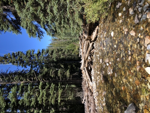 Lostine river with woody debris