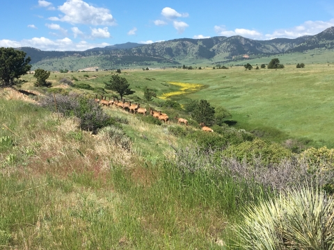 Landscape of Rocky Flats NWR with a herd of elk