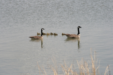 Goslings