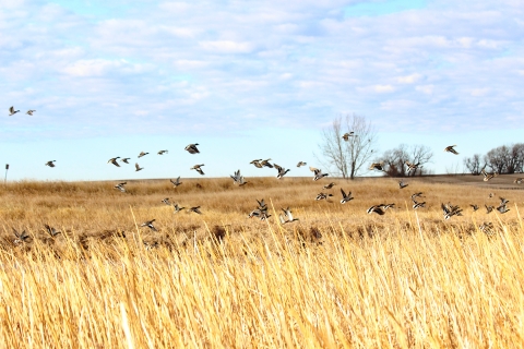 Ducks Flushing Off A PPR Wetland