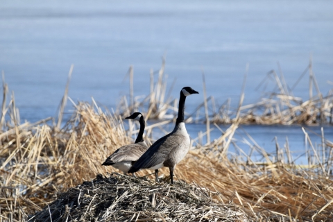 Canada Goose J. Clark Salyer NWR WMD Nesting