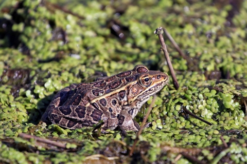 Northern Leopard Frog observed at J. Clark Salyer National Wildlife Refuge in duck weed.