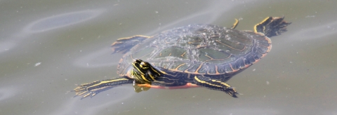 Western Painted Turtle