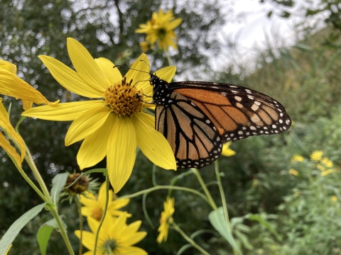 Monarch butterfly