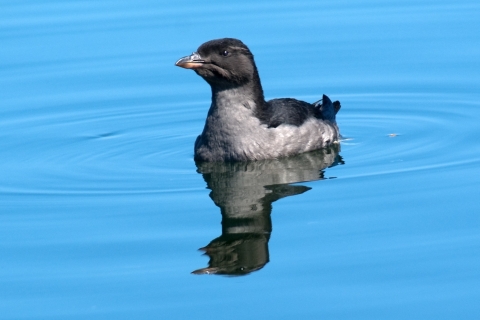 A Rhinoceros Auklet Floats on a Mirror Calm Sea