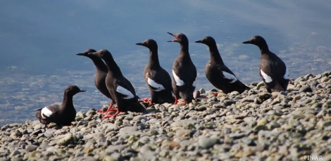 Pigeon Guillemots on a Rocky Beach