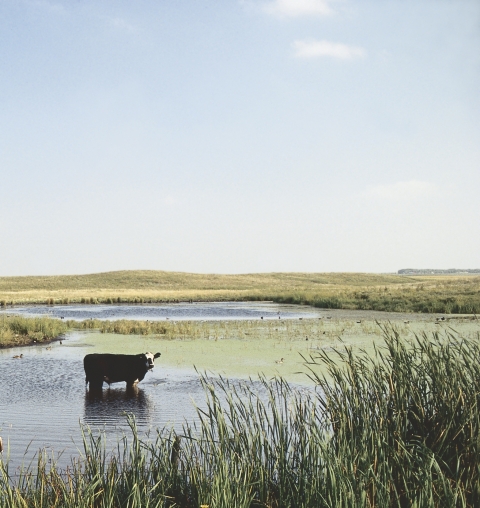 Cow in Wetland