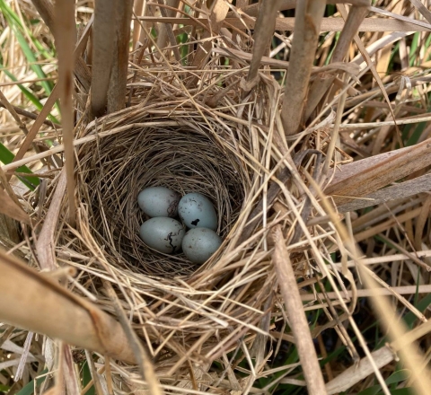 Red-winged Blackbird Nest