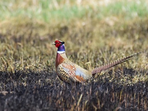 Ring-necked Pheasant